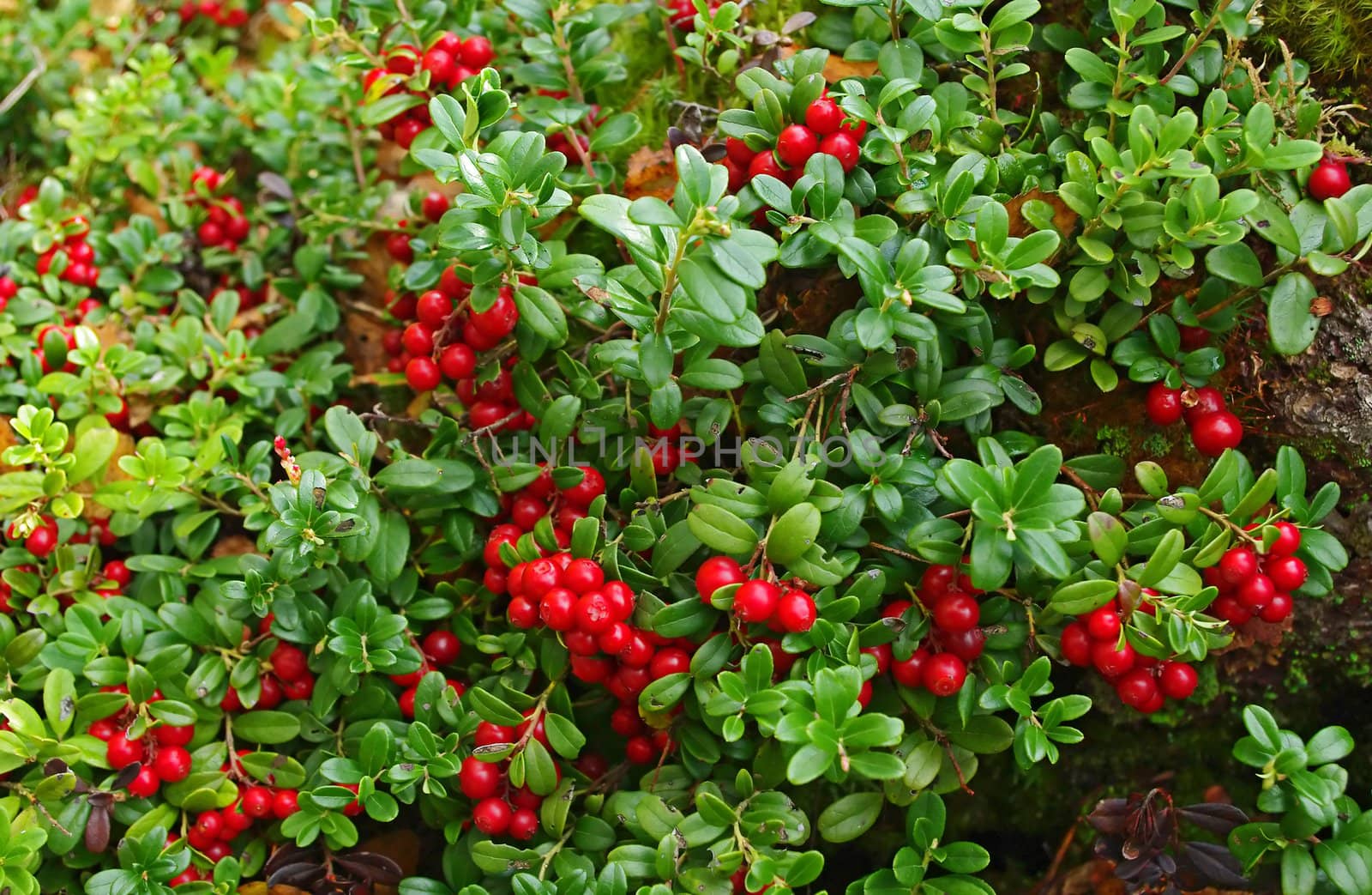 Cowberry on green nature background. by Vitamin