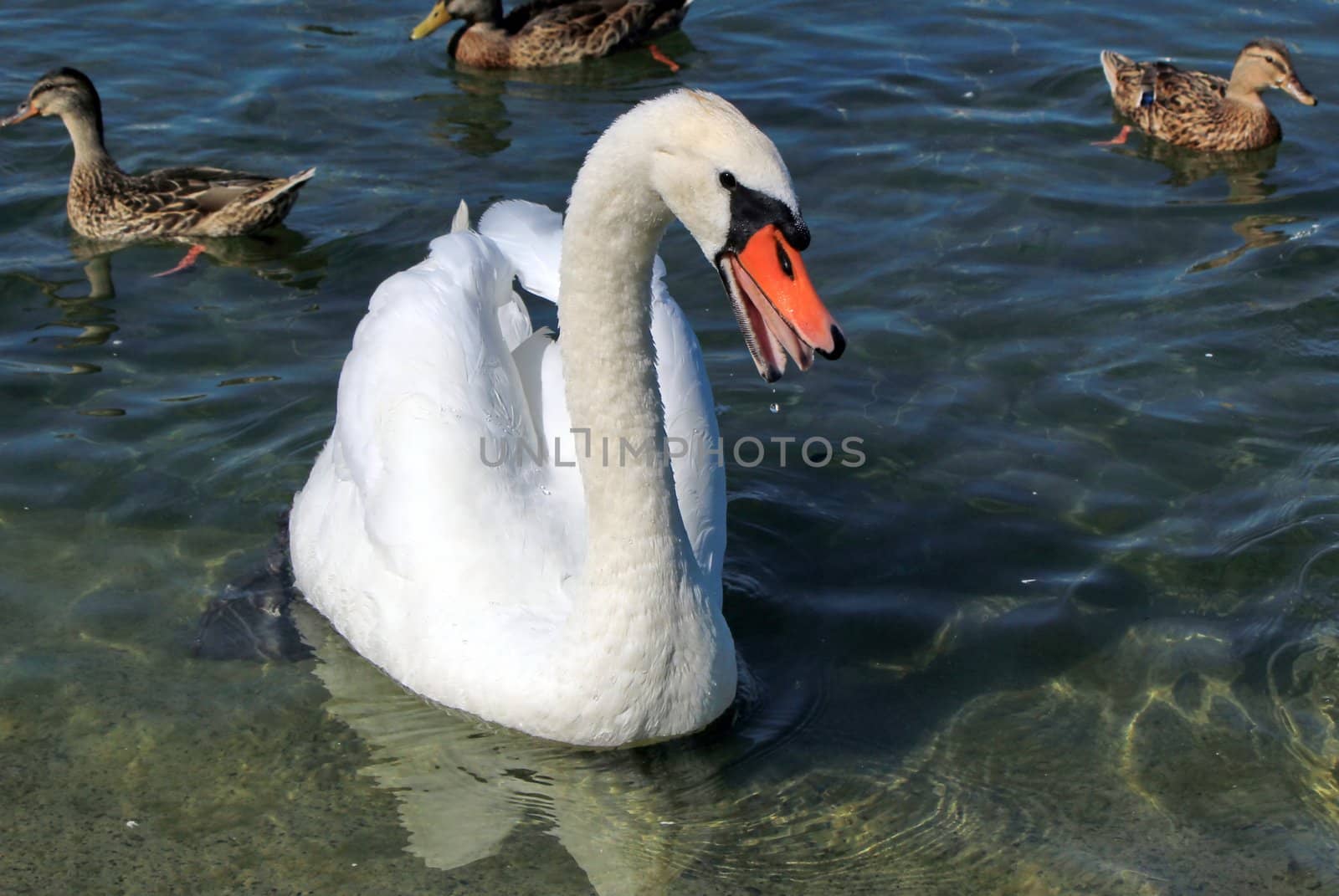 Beautiful white swan with wings and mouth open to express it is angry among ducks