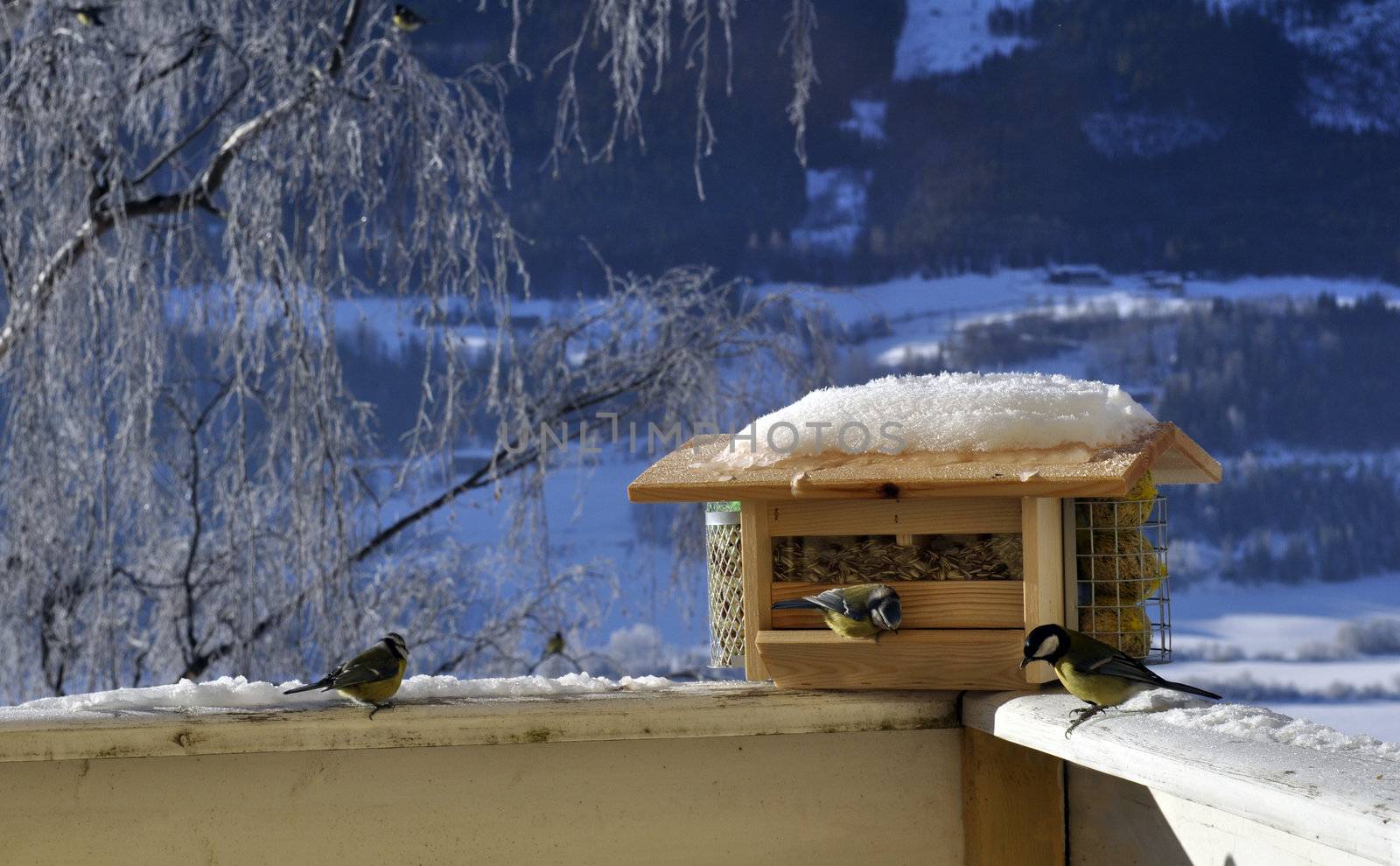 a couple of birds is eating from a feeder automat