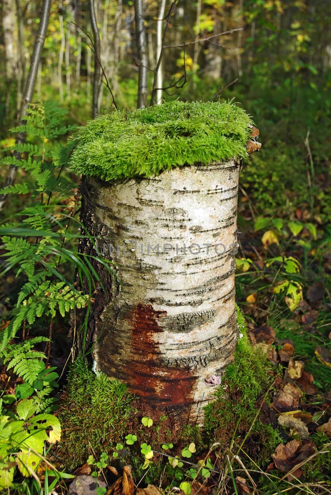 Moss On The Stump by Vitamin