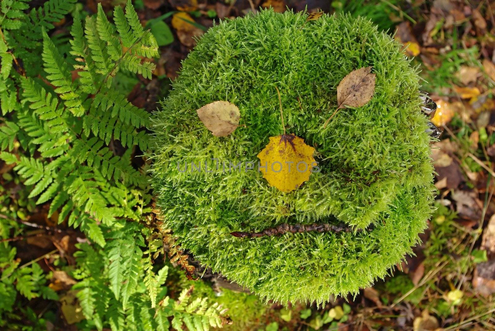 Close up of cut tree with thick moss looks like a face