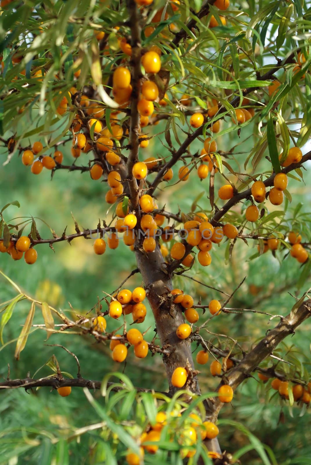 branches of sea-buckthorn berries with bright orange berries