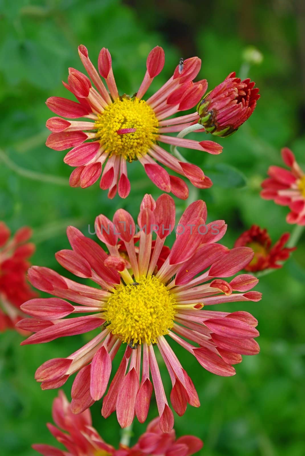 Unique variety of red-brown chrysanthemums has tubular petals.
