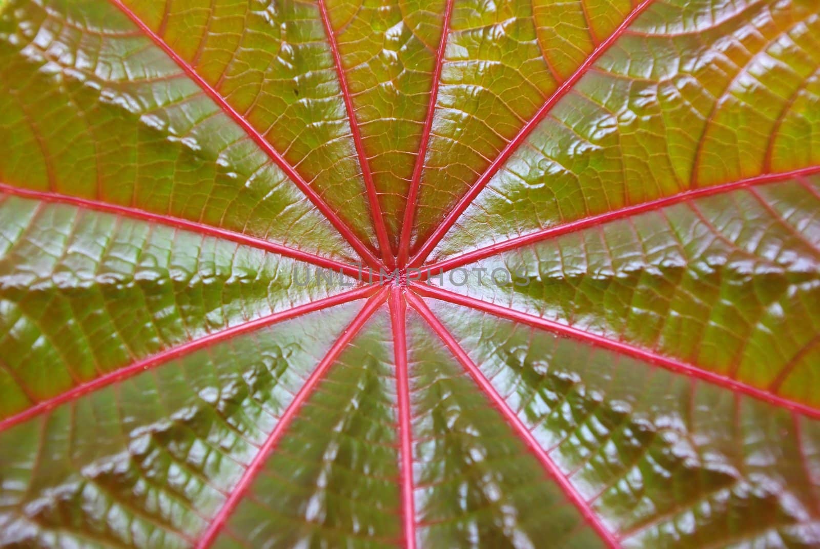 Red leaf of palmchrist texture by Vitamin