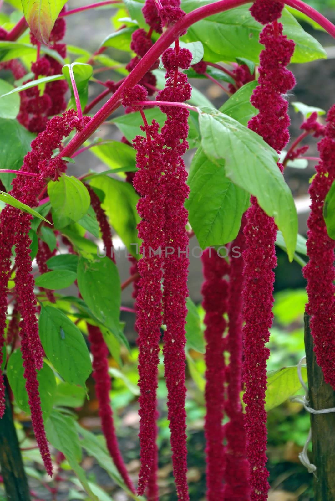 Amaranth Plant by Vitamin