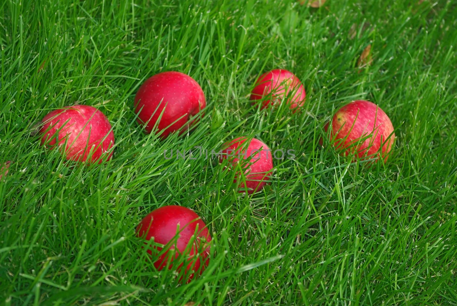 Red Apple In Grass by Vitamin