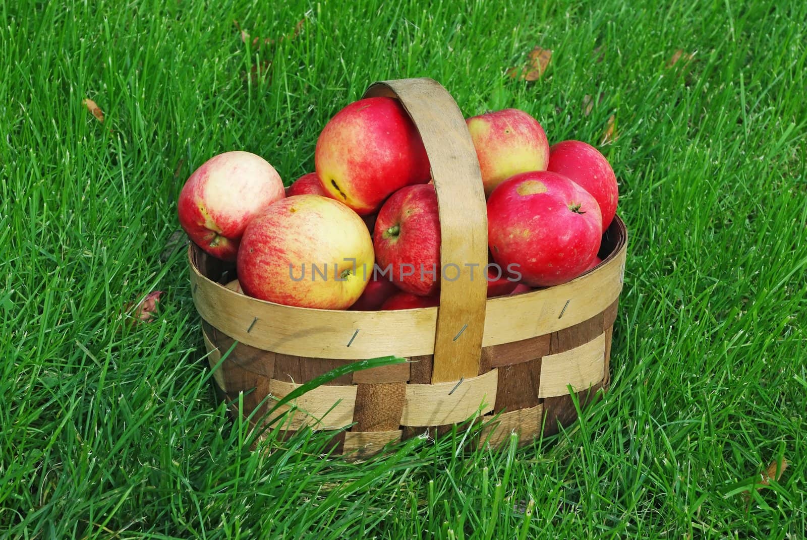 small wooden basket of freshly picked apples on lawn
