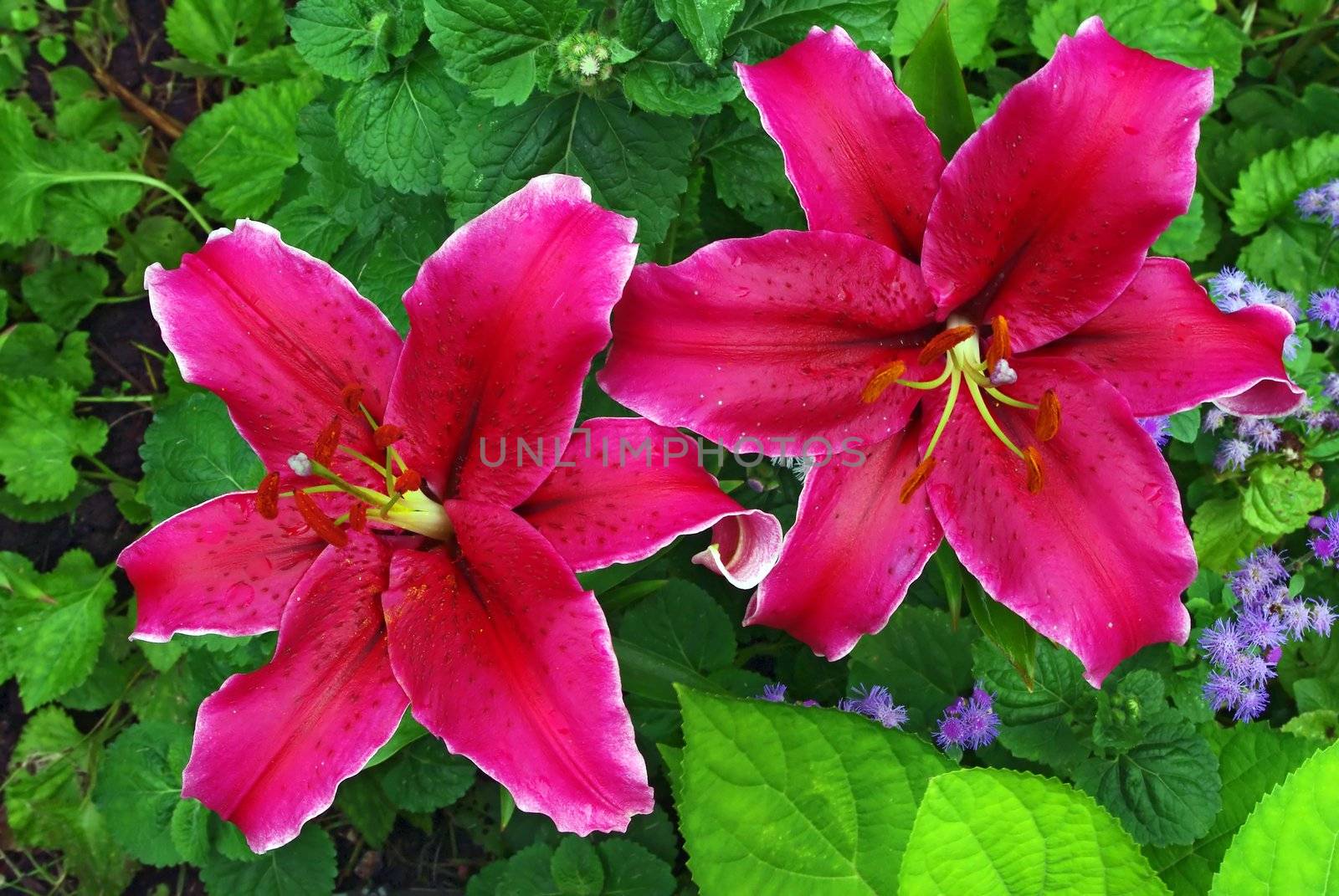 A pair of Red Lilia Flowers by Vitamin