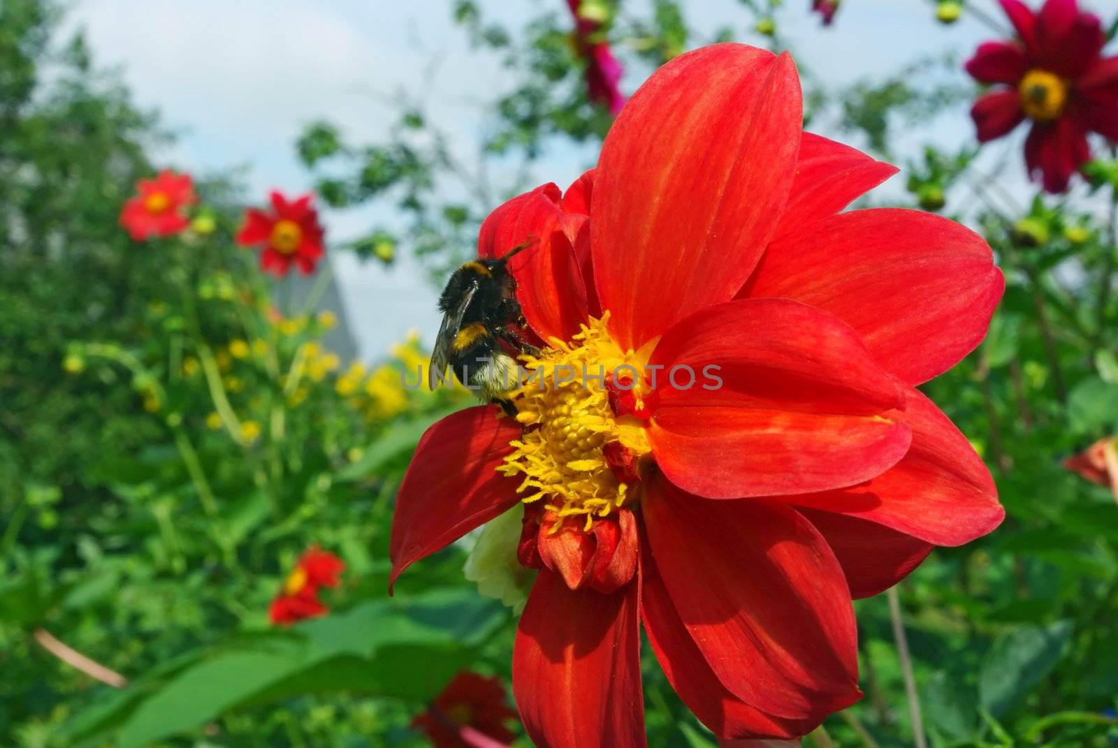 Honeybee On Dahlia by Vitamin