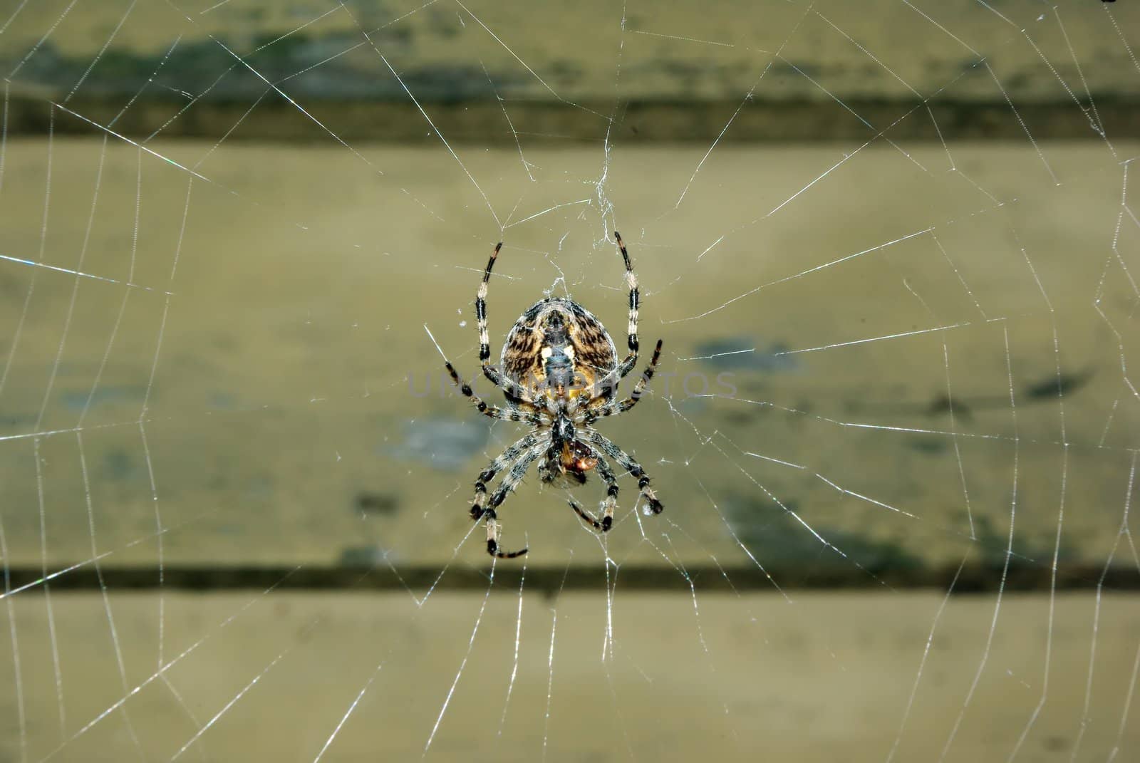 A spider sitting in the center of her web
