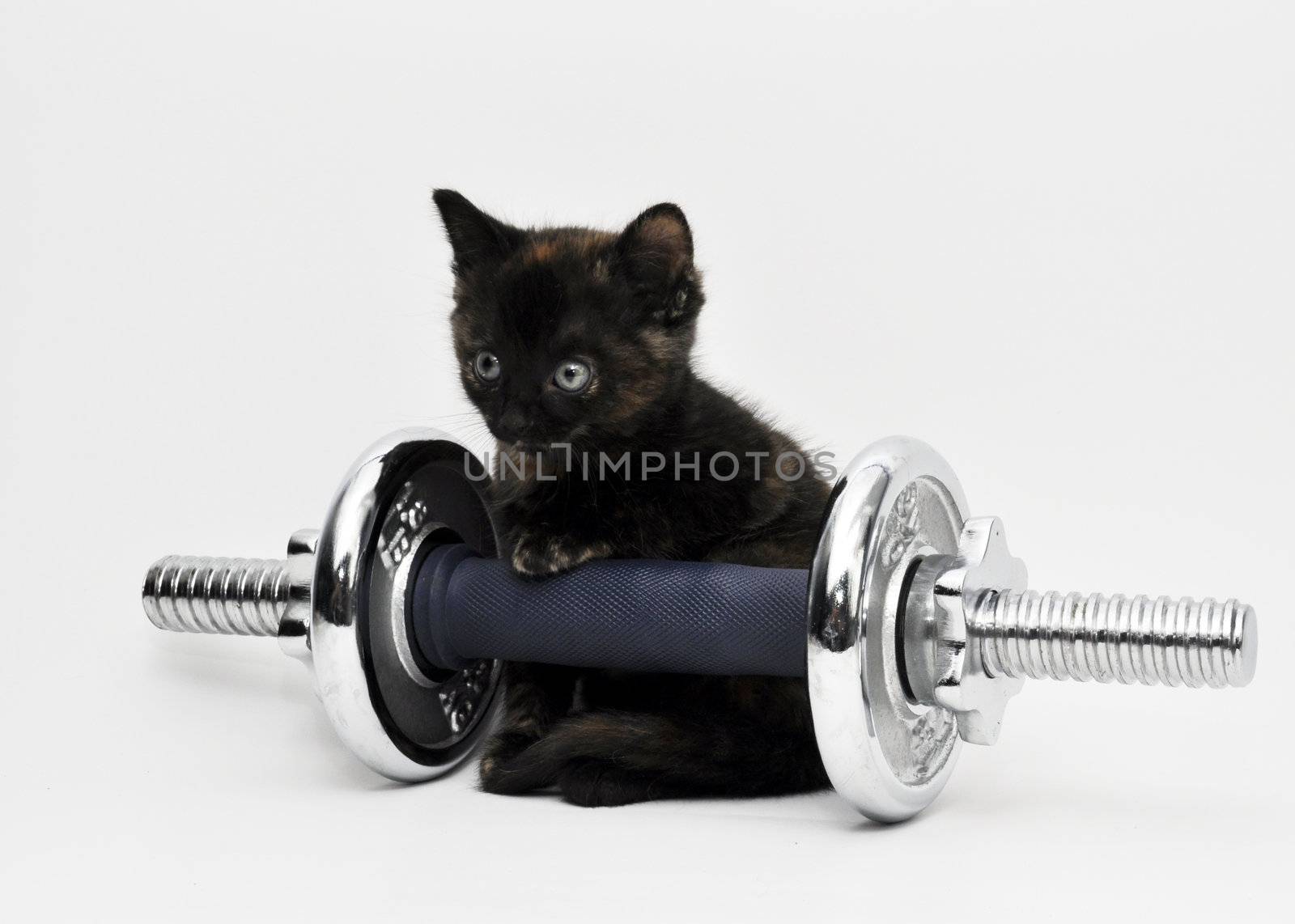 a kitten is doing workout