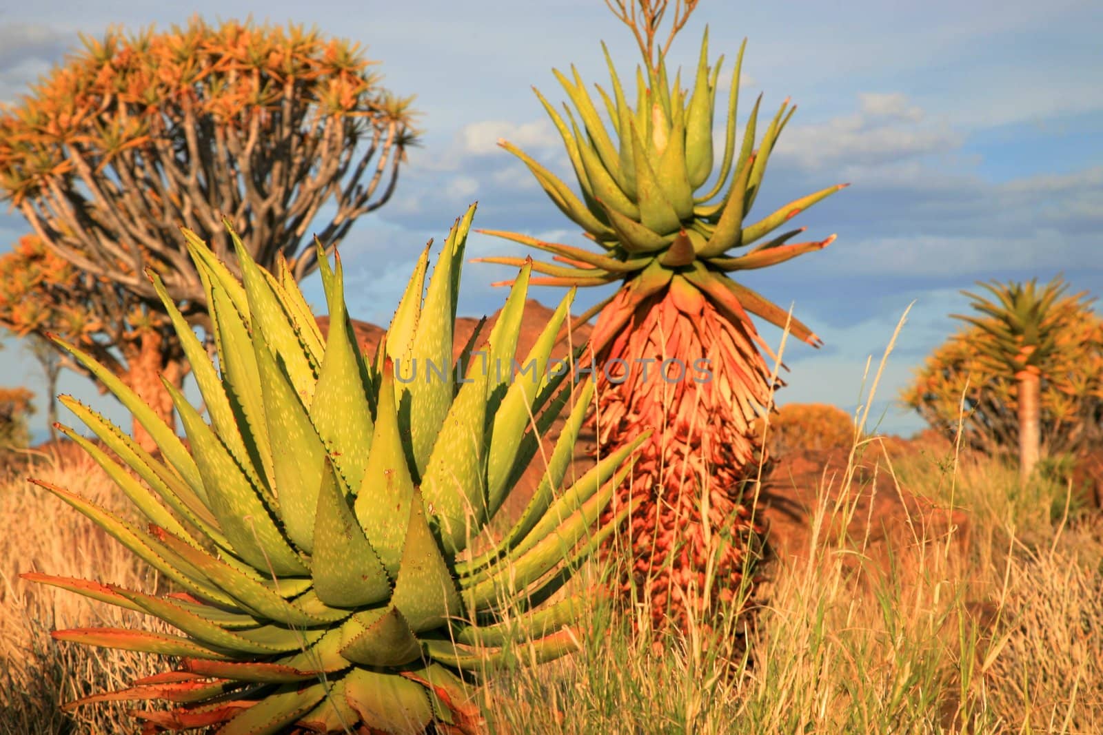 Cactus and Desert landscape with granite rocks and a quiver tree (Aloe dichotoma), Namibia, southern Africa (Background blurred)