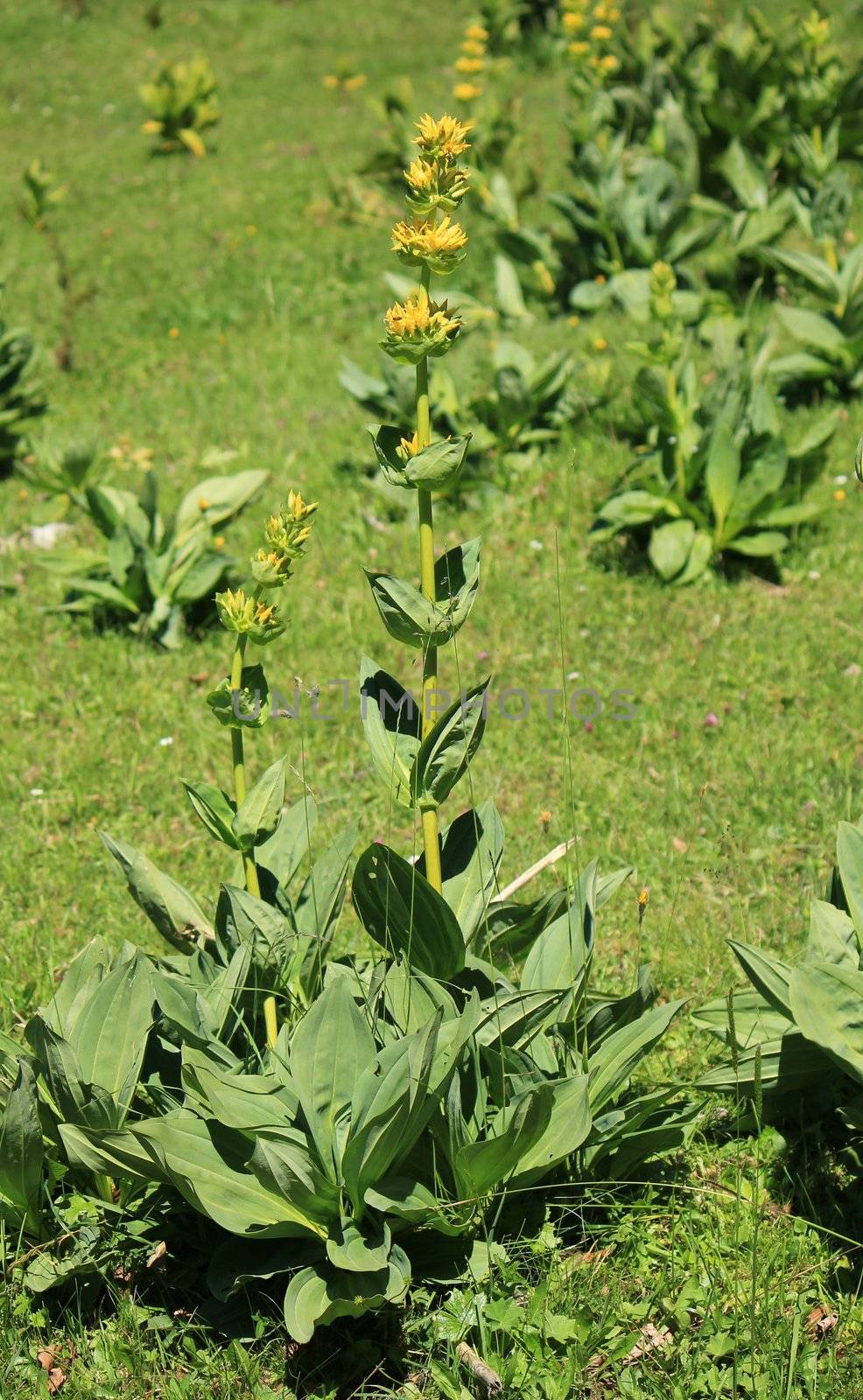 Big yellow gentian flowers by Elenaphotos21