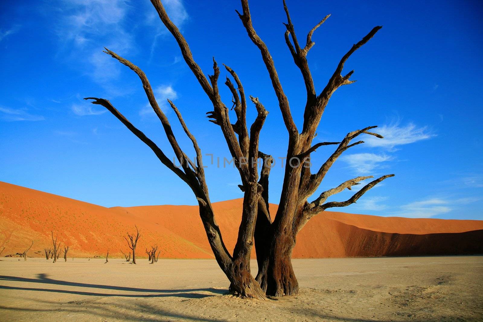 Set deep within the dune sea of the Namib desert, Sossusvlei - namibia