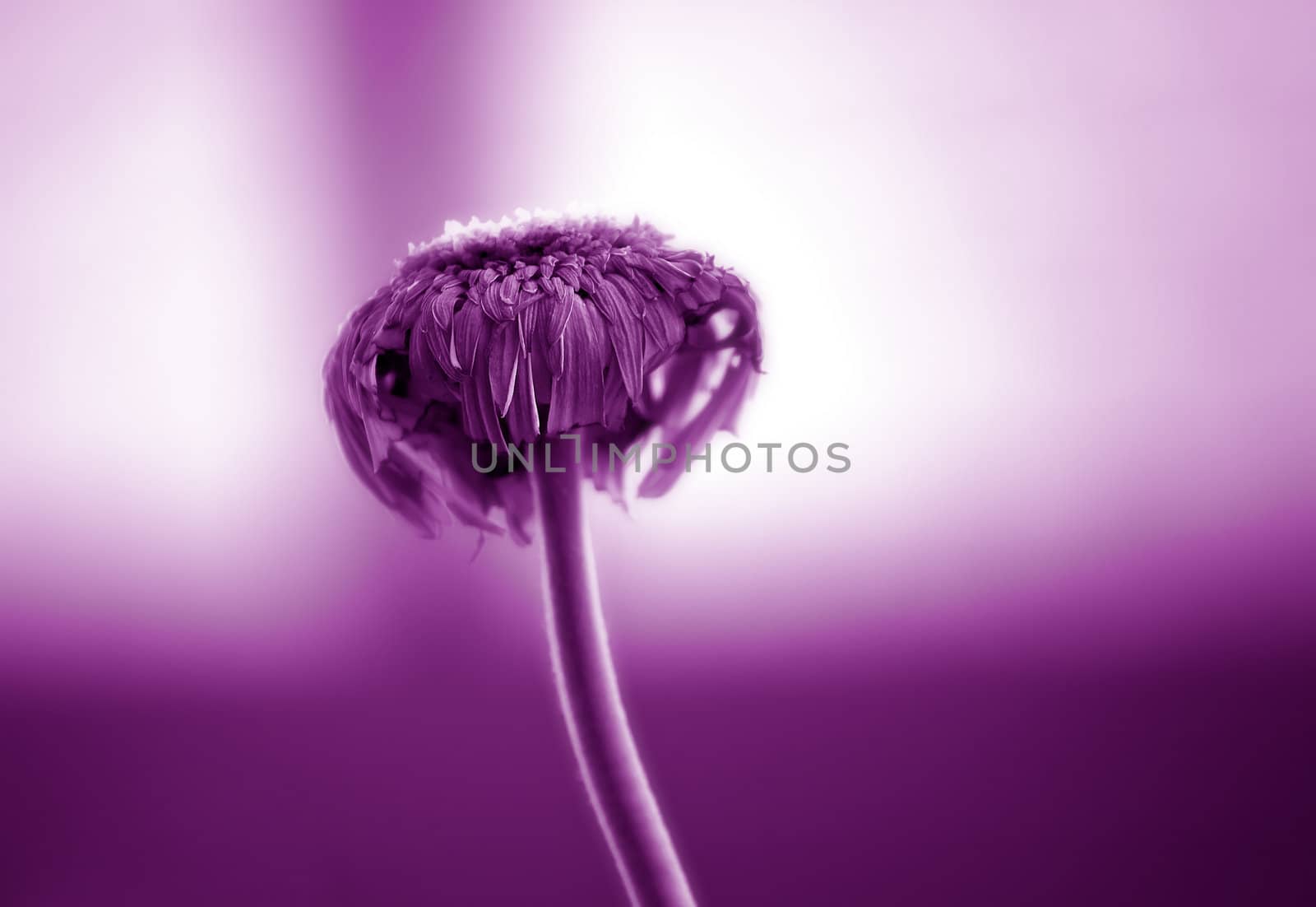 Beautiful dry flower , soft focus toned photo