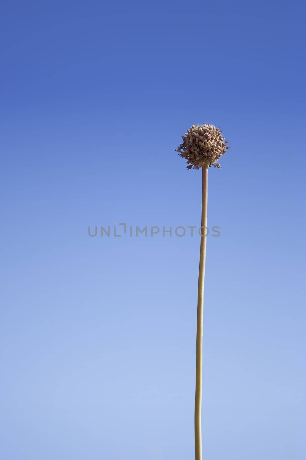 Dry flower with clear blue sky as background