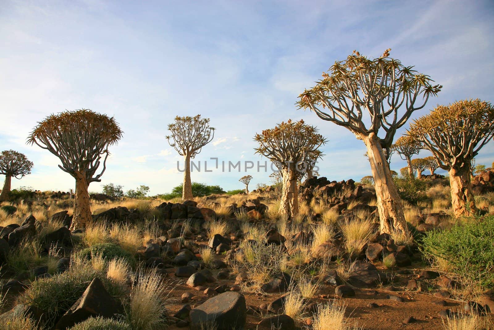 Desert landscape with granite rocks and a quiver tree (Aloe dichotoma), Namibia, southern Africa