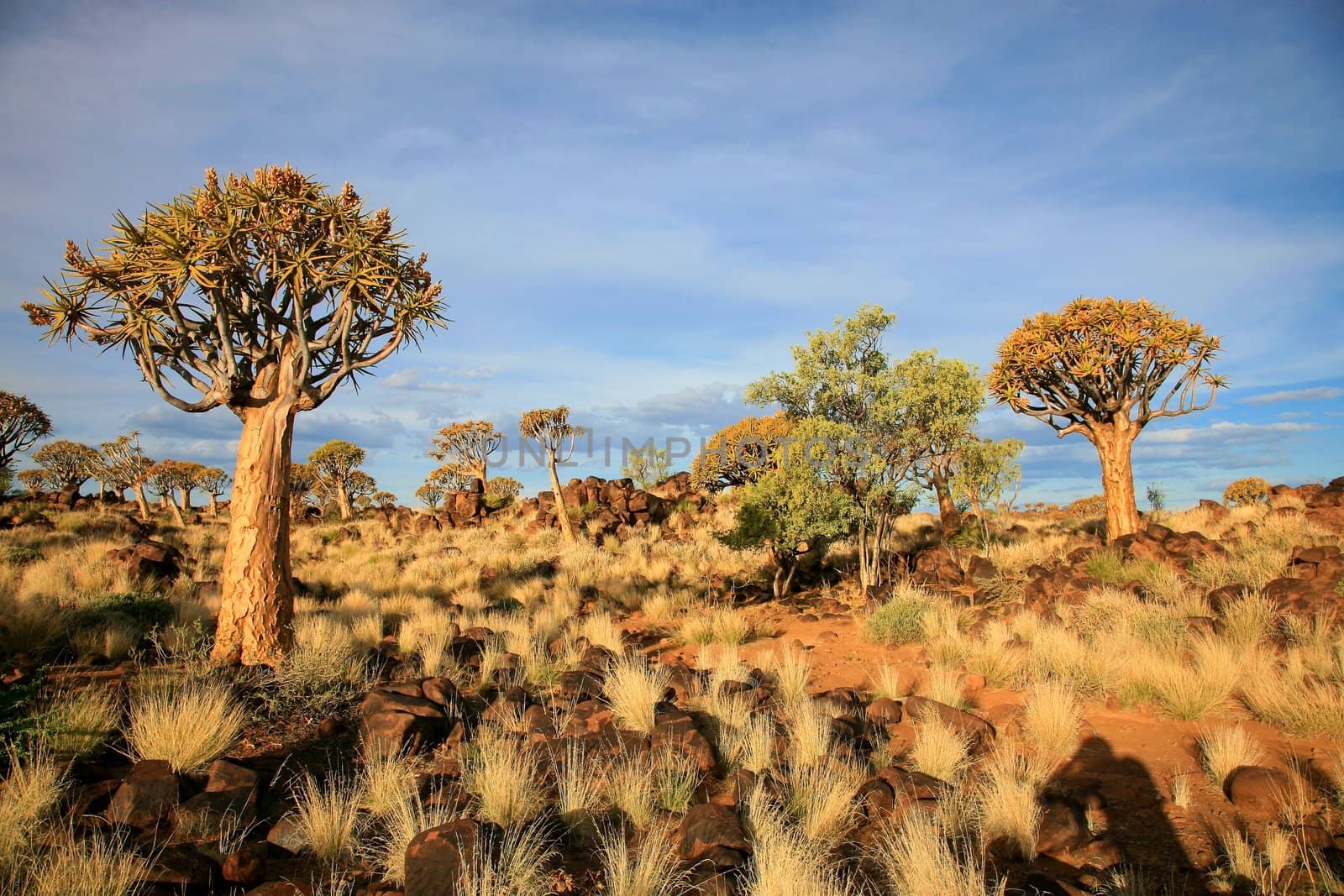 The quiver tree or Aloe dichotoma is probably the best known aloe found in South Africa and Namibia.