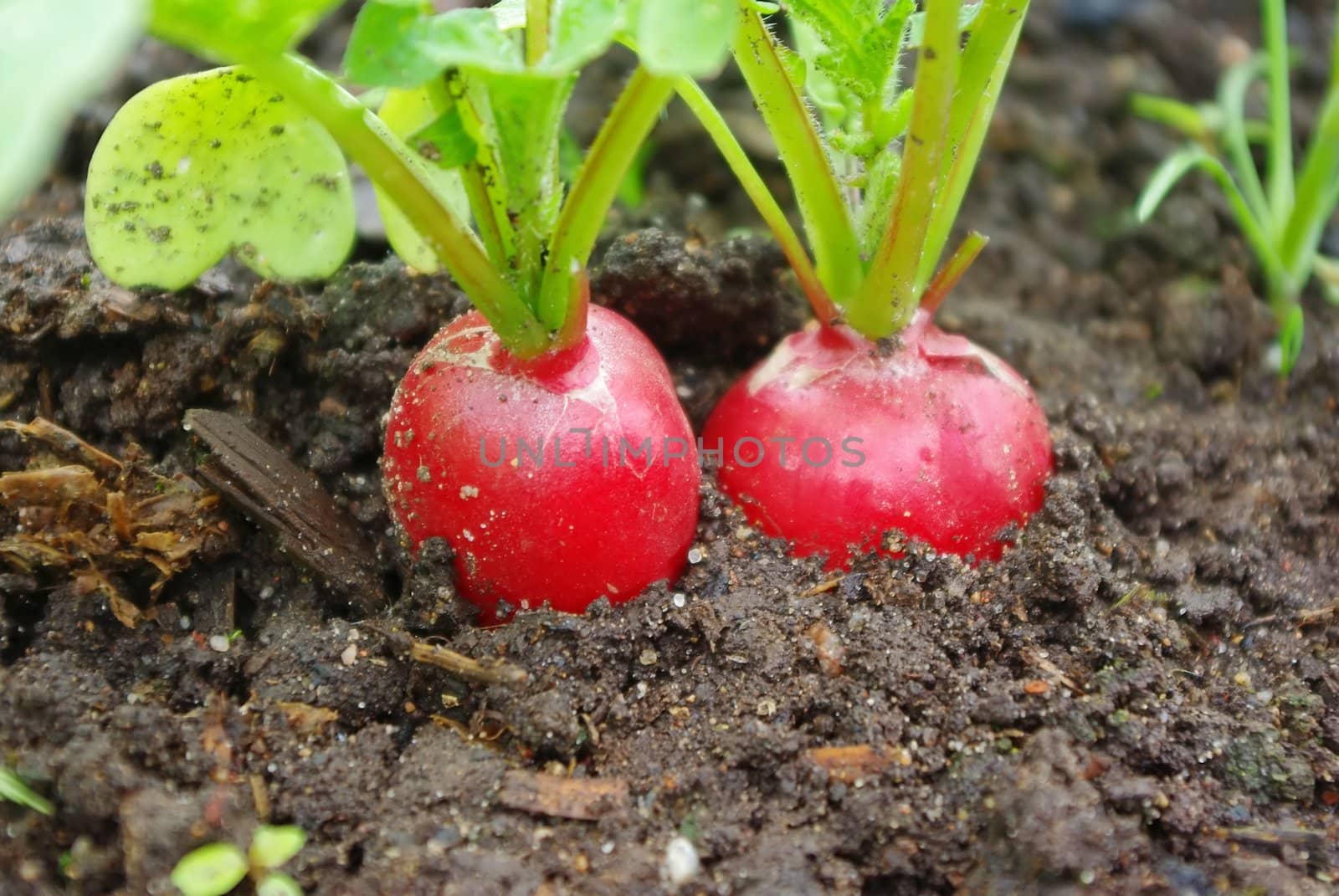Growing fresh red radish on garden bed