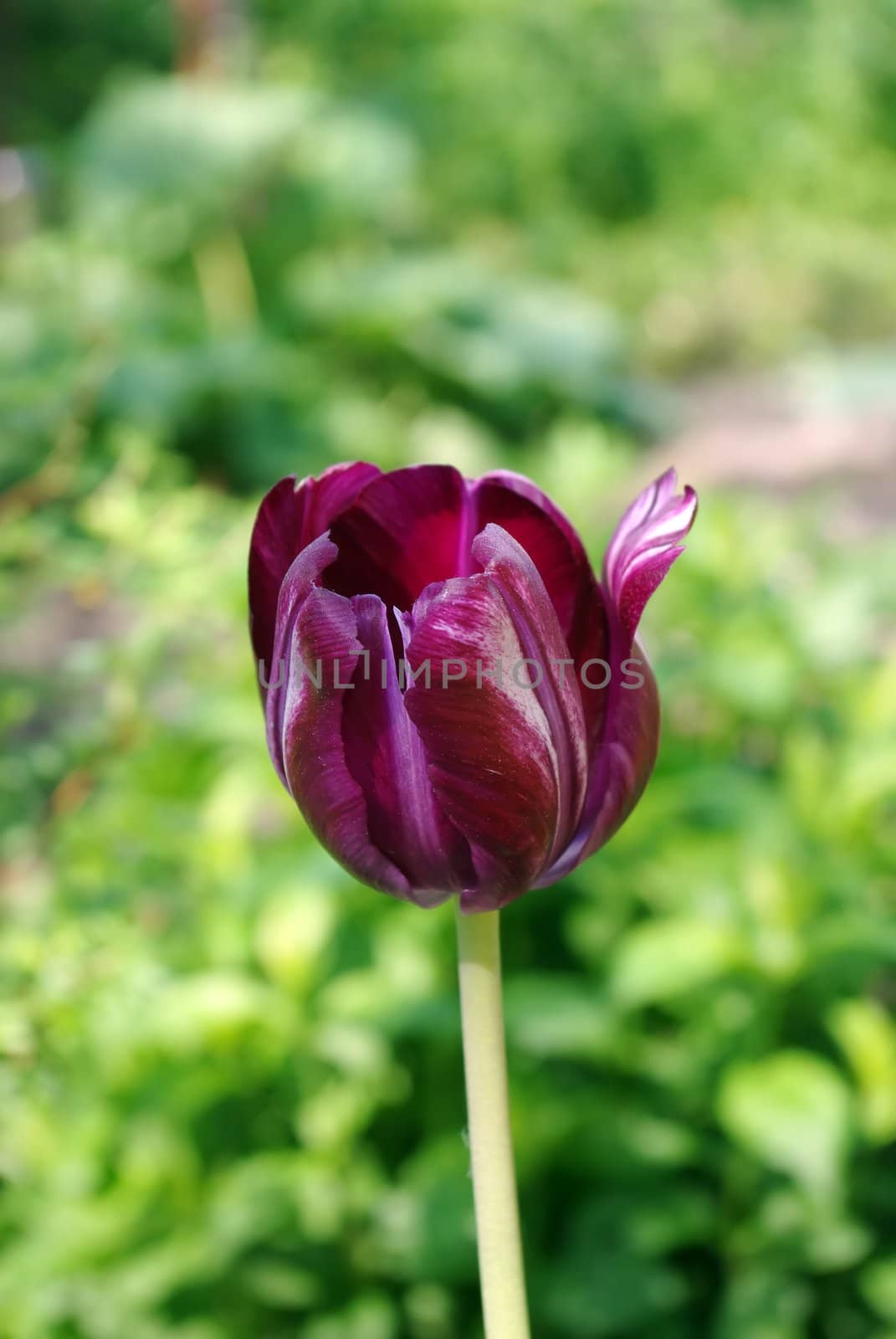 Dark Purple Tulips by Vitamin