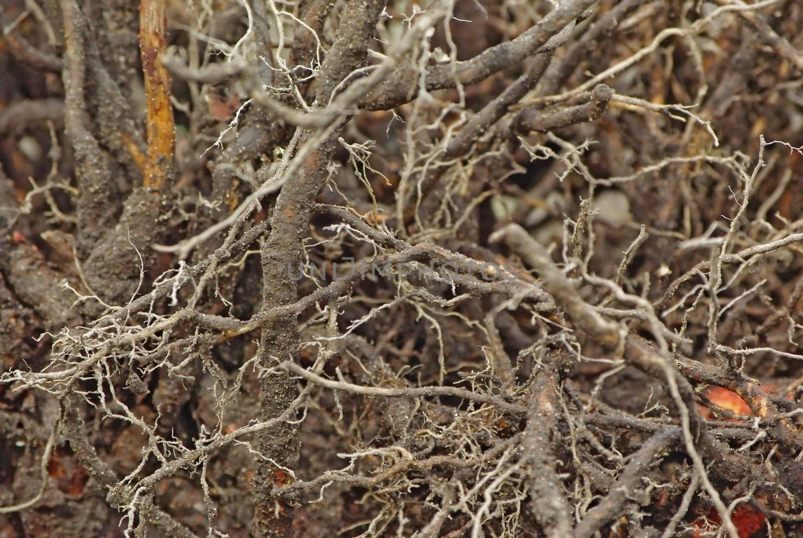 Roots closeup by Vitamin
