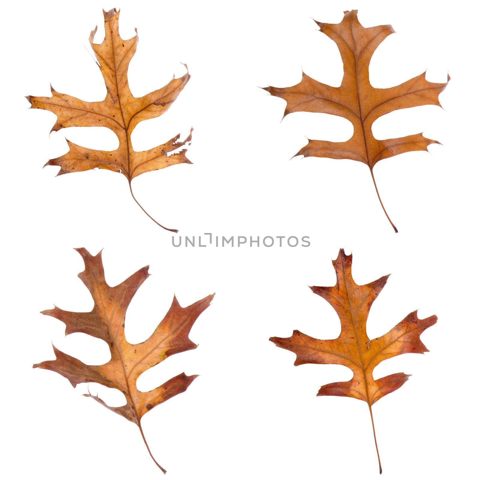 Four fall color leaves isolated on white background.