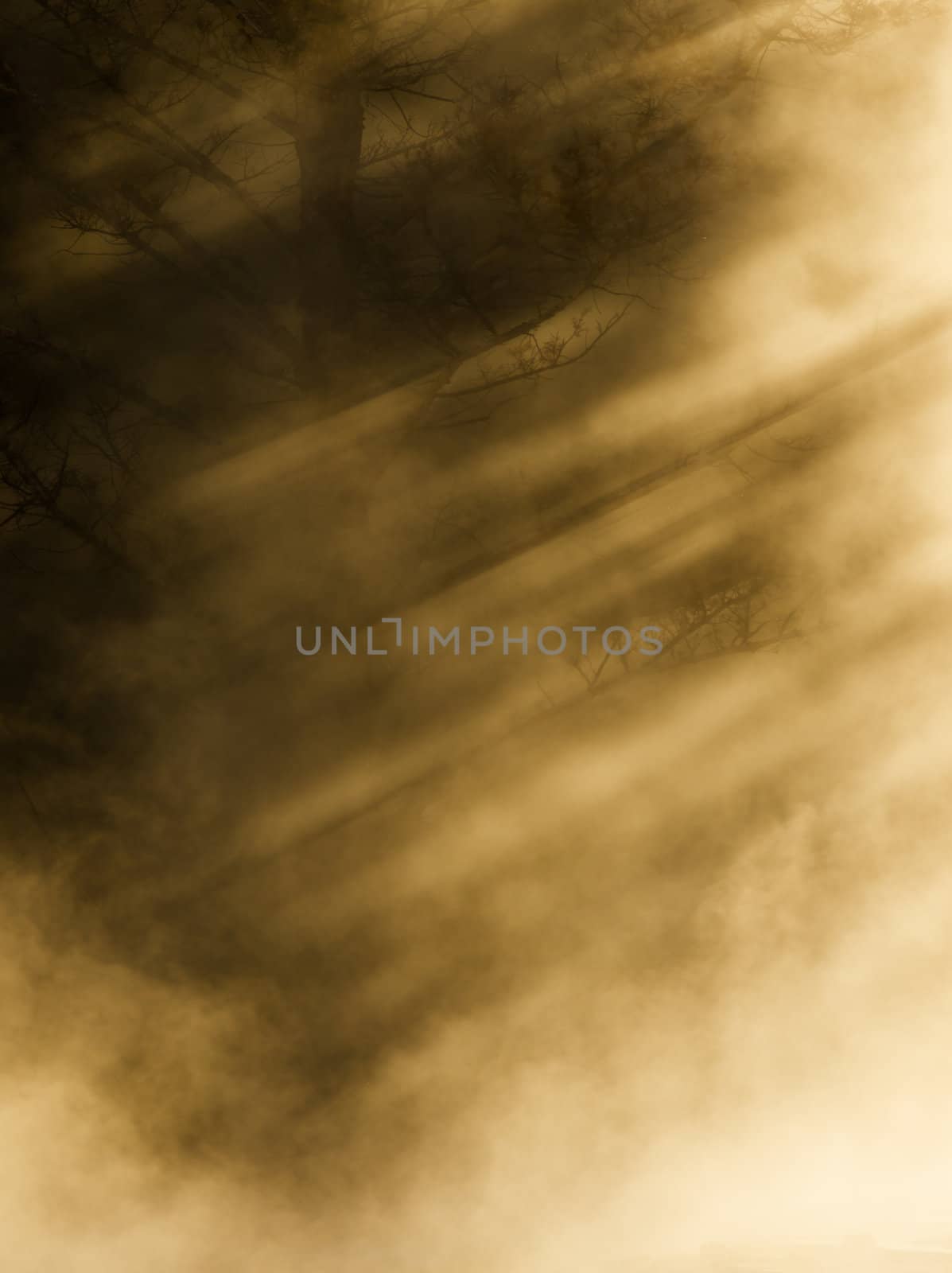 Dead pine tree and steam from Mammoth Hot Springs, Yellowstone National Park, Wyoming, USA by CharlesBolin