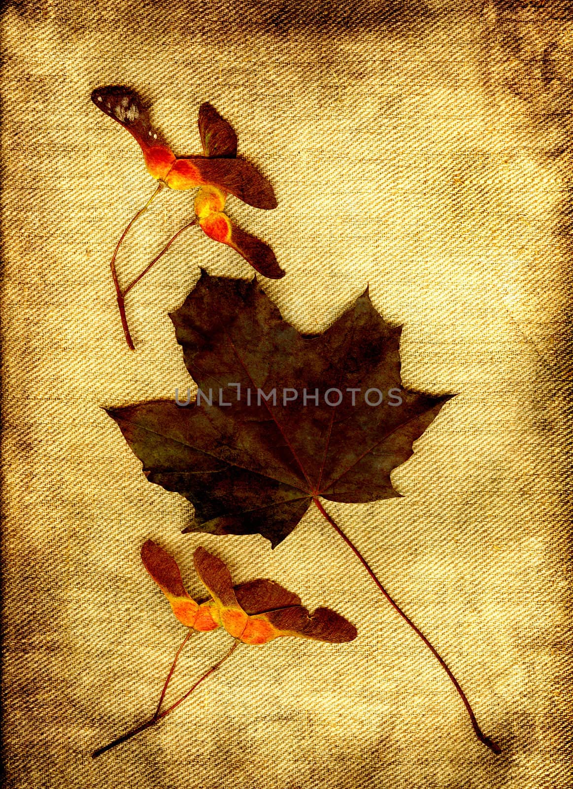 Dark maple leaf with fruits in grunge.