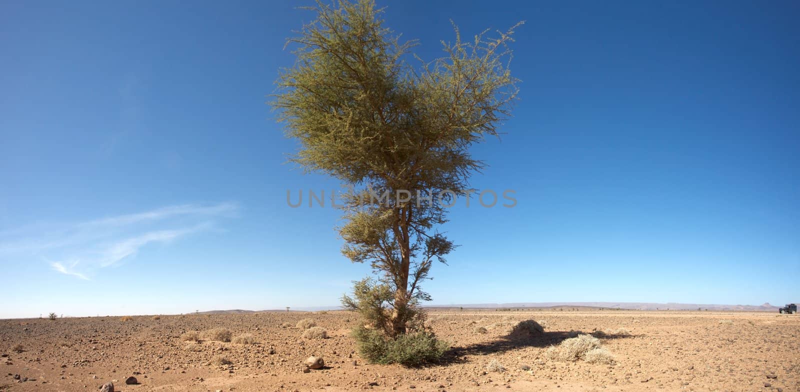 Sahara desert close to Merzouga in Morocco with blue sky and a tree