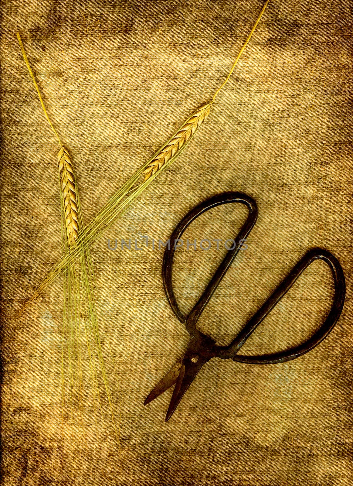 A pair of old scissors for the use of cutting herbs.