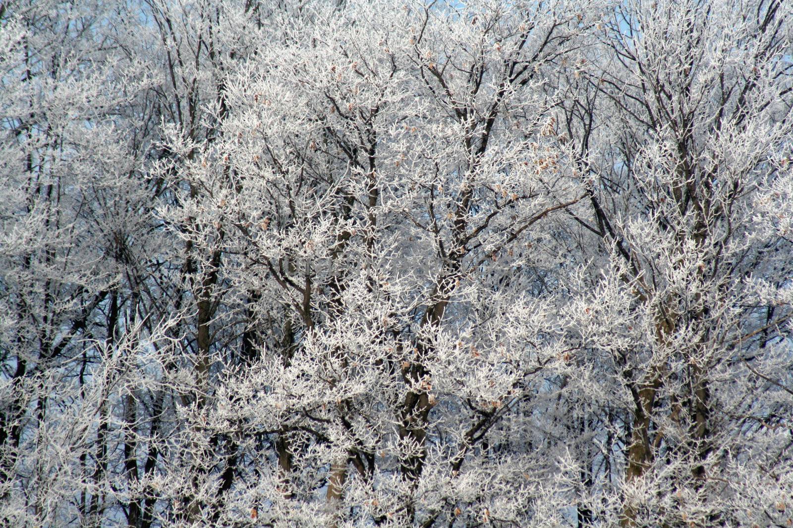 A frost covered decidious forest.
