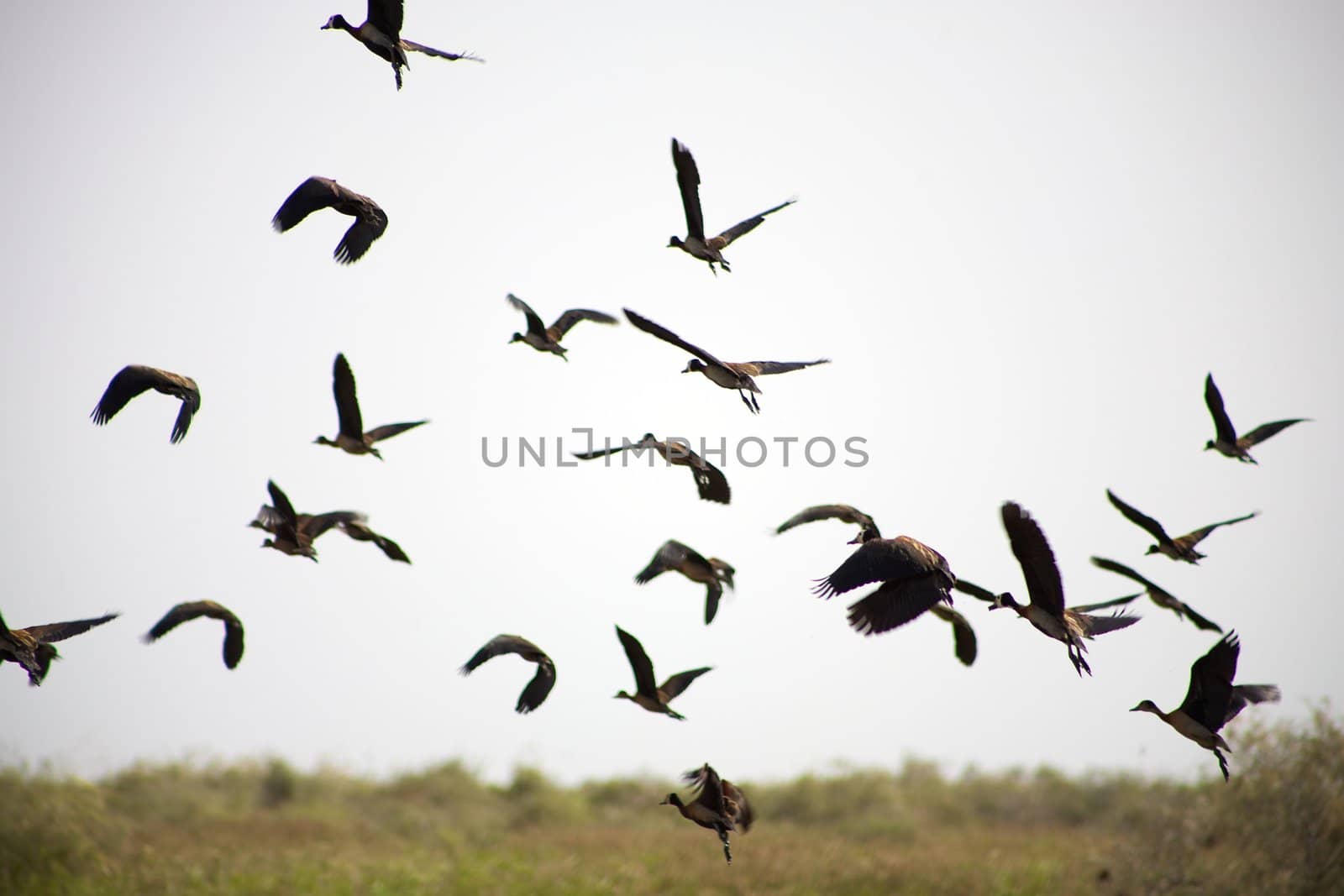 Birds flying in the Djoudj National Park, a paradise for birds