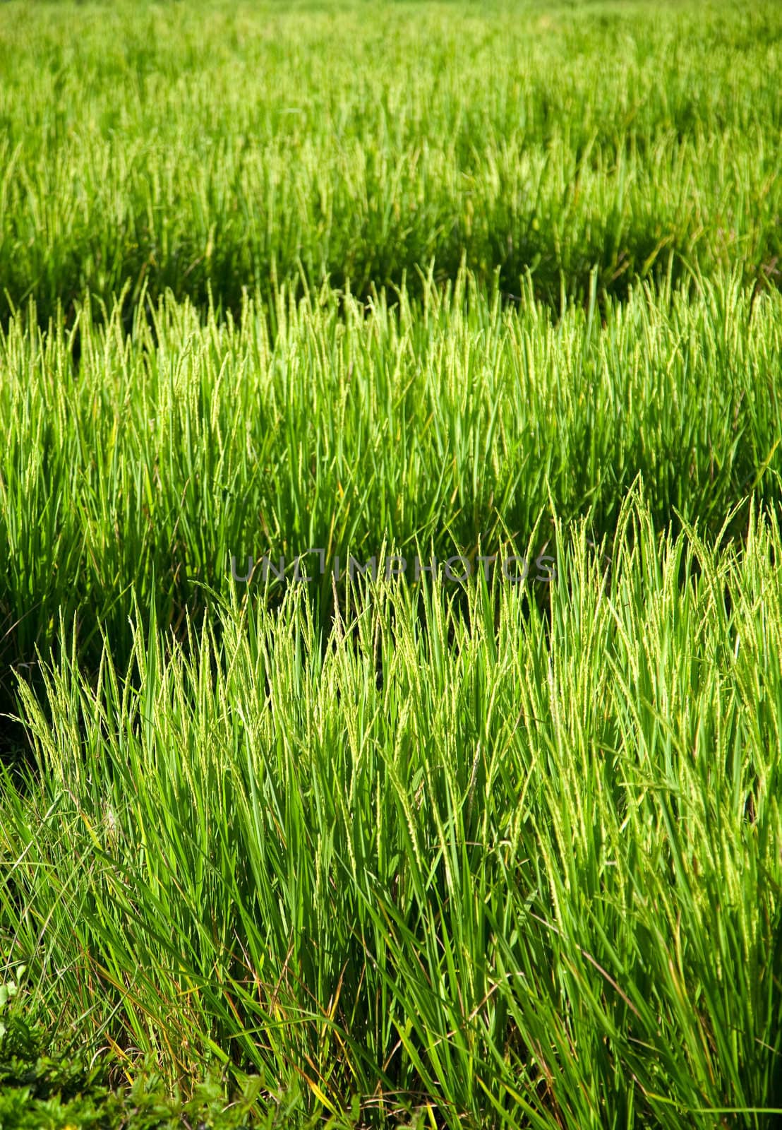 Beautiful green rice field close up photo