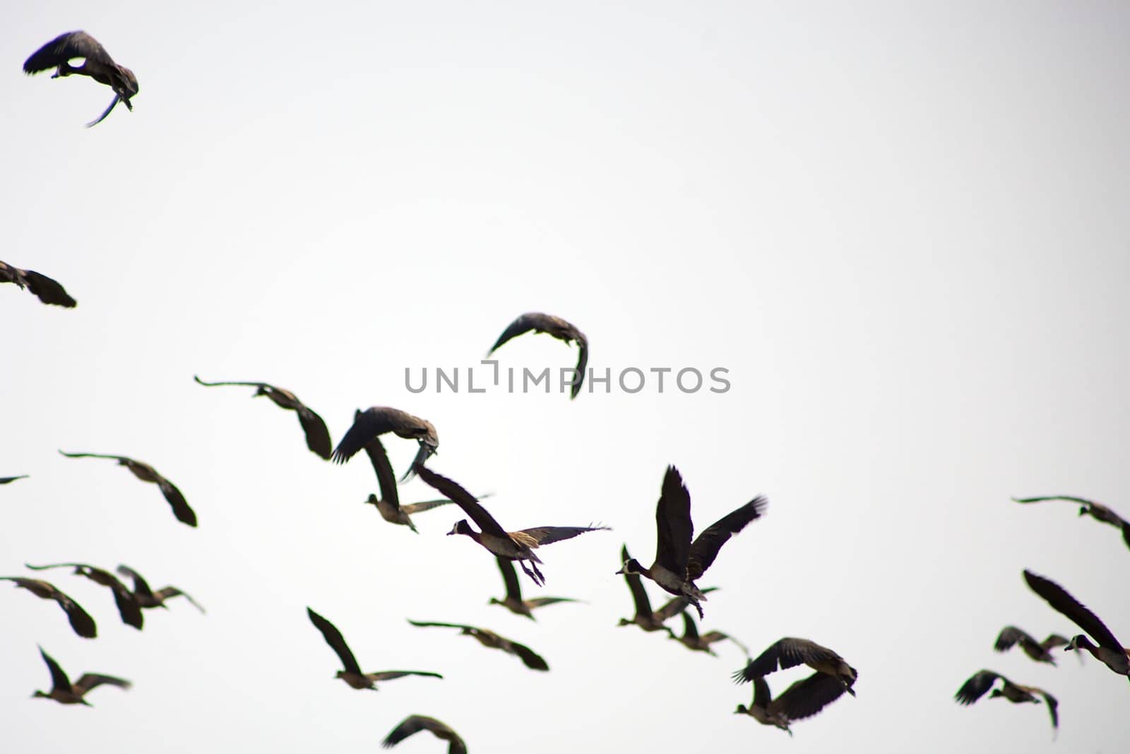 Birds flying in the Djoudj National Park, a paradise for birds