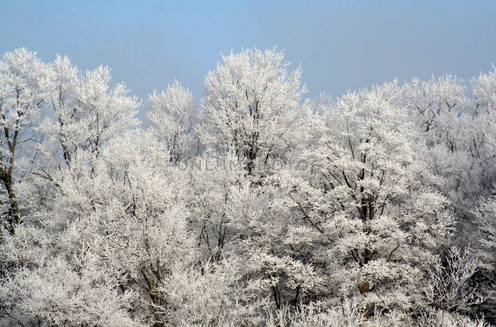 A frost covered decidious forest set against a blue sky.
