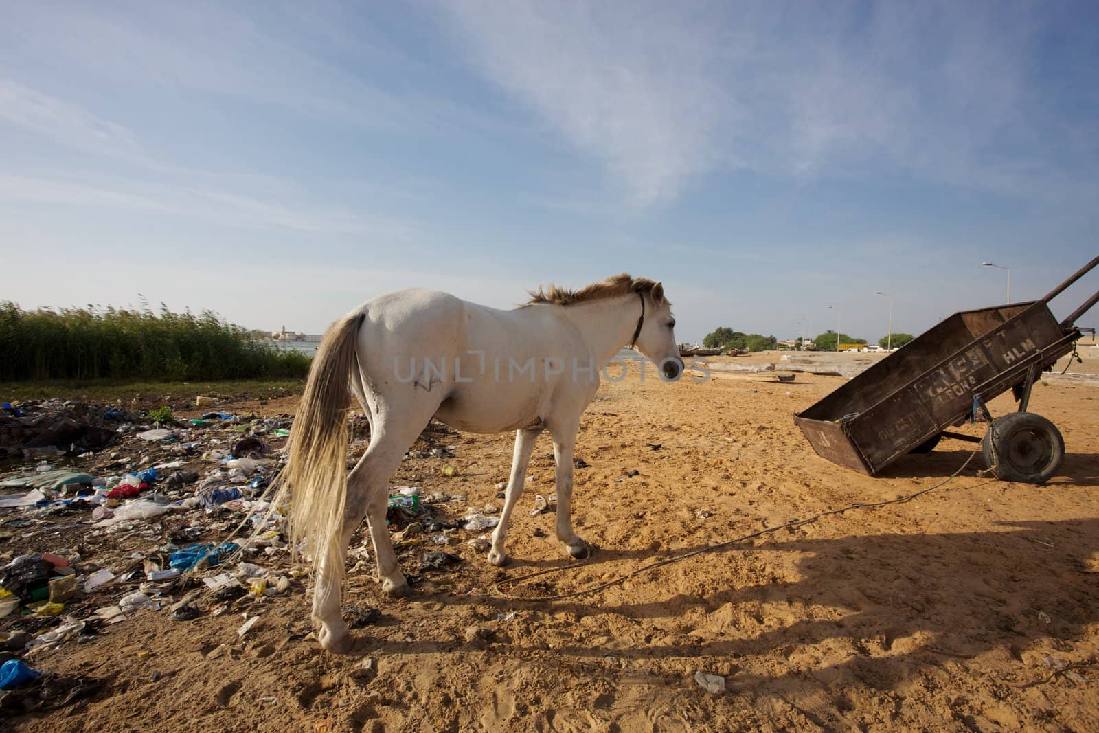 White horsehead with rubbish  around in Saint Louis nearby the river of Senegal