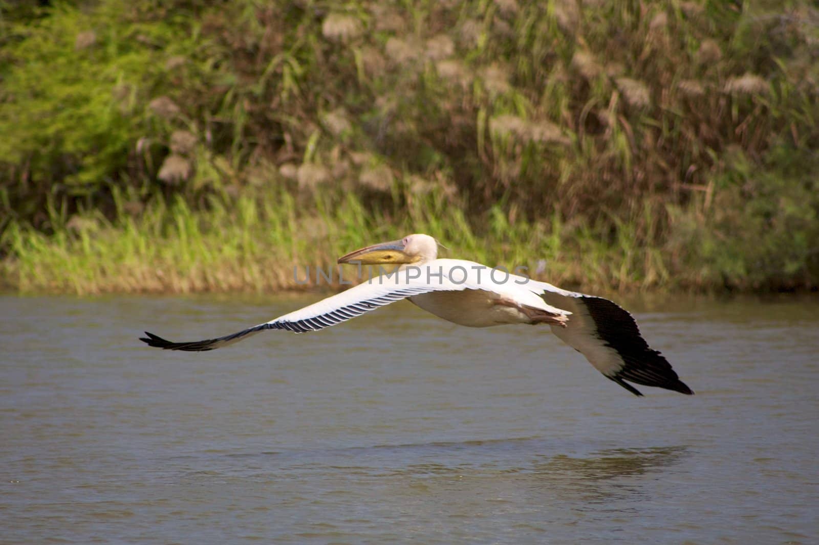 Pelican flying in the Djouj Bird National Par in Senegal