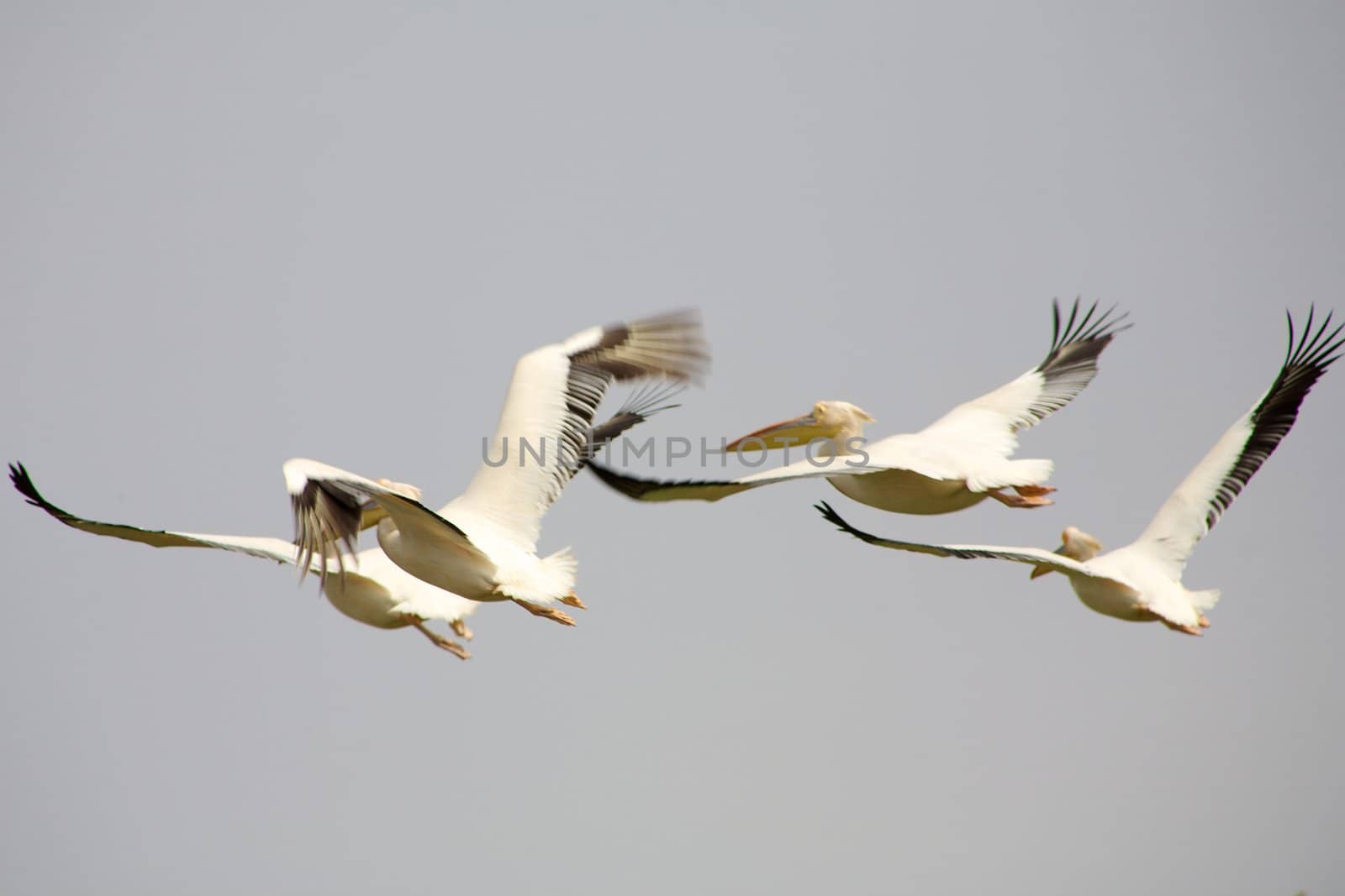 Pelicans flying in the Djouj Bird National Par in Senegal