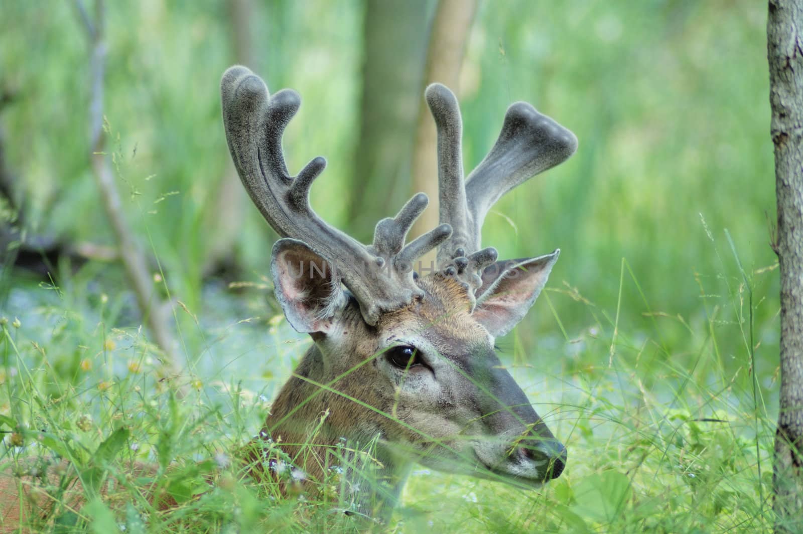 A whitetail deer buck in summer velvet close up head shot.