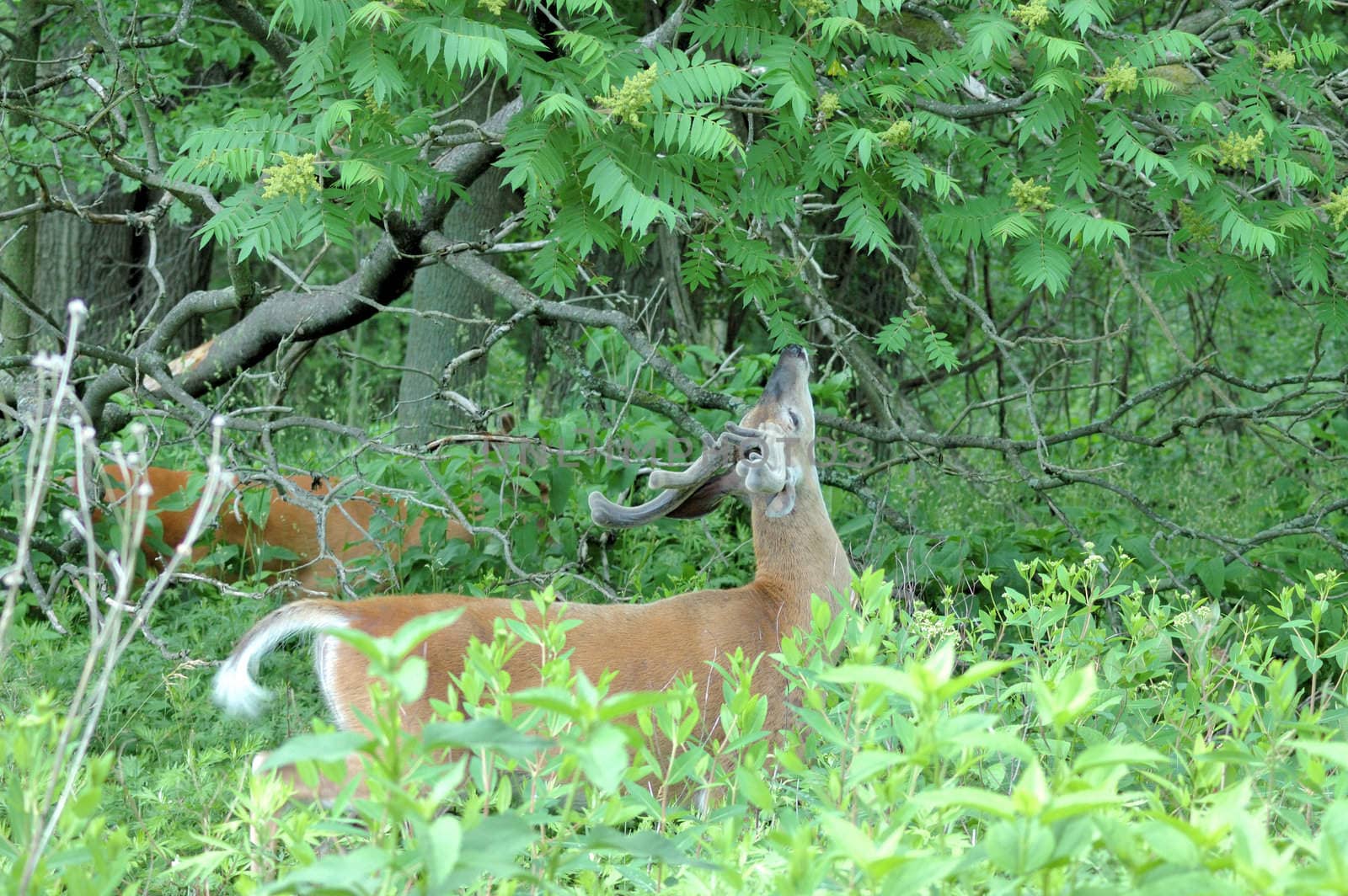 A whitetail deer buck in summer velvet browsing in a field.