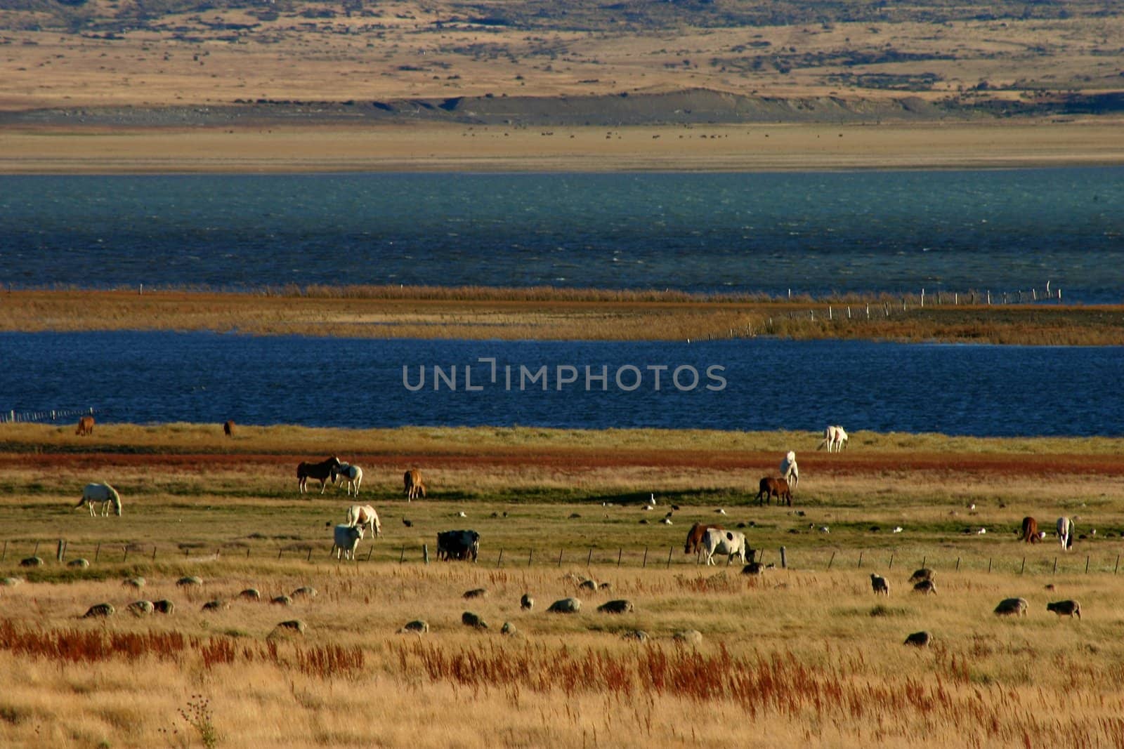 Landscape in patagonia close to El Calafate - perito moreno