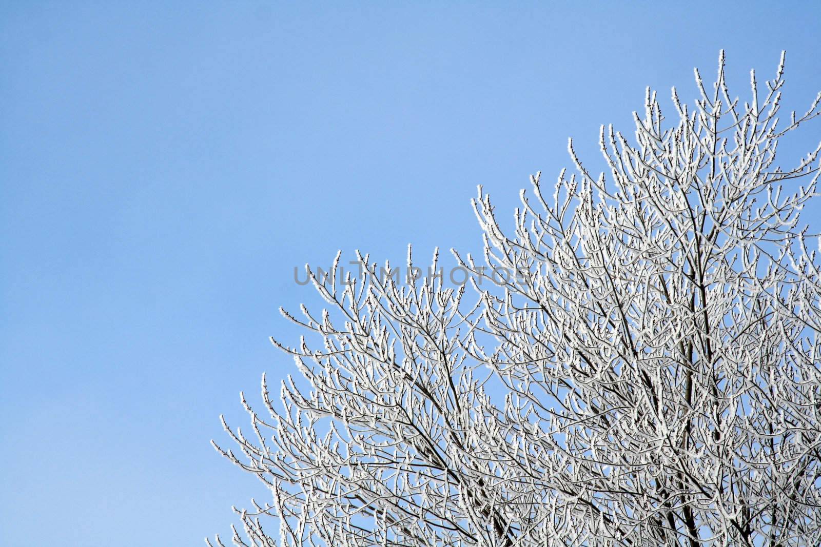 Frost Covered Tree
 by ca2hill