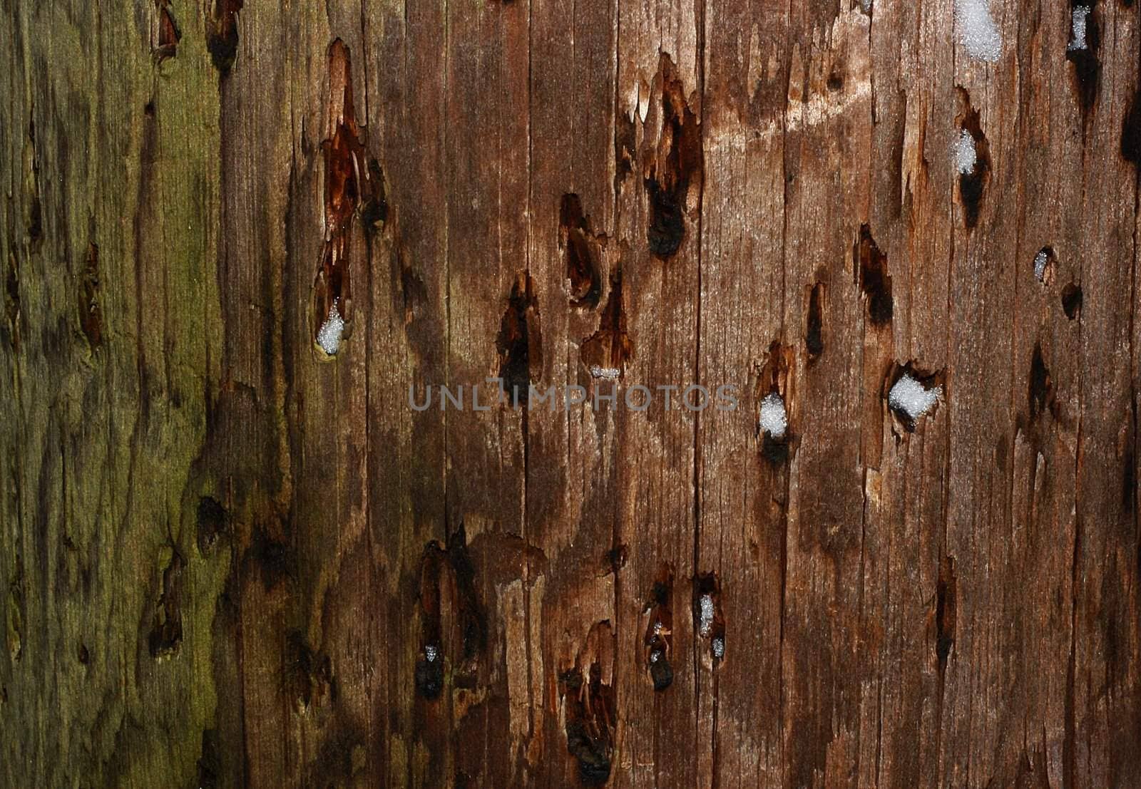 Closeup texture of wooden pole with patches of snow