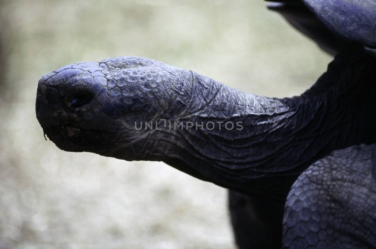 Galapagos Tortoise