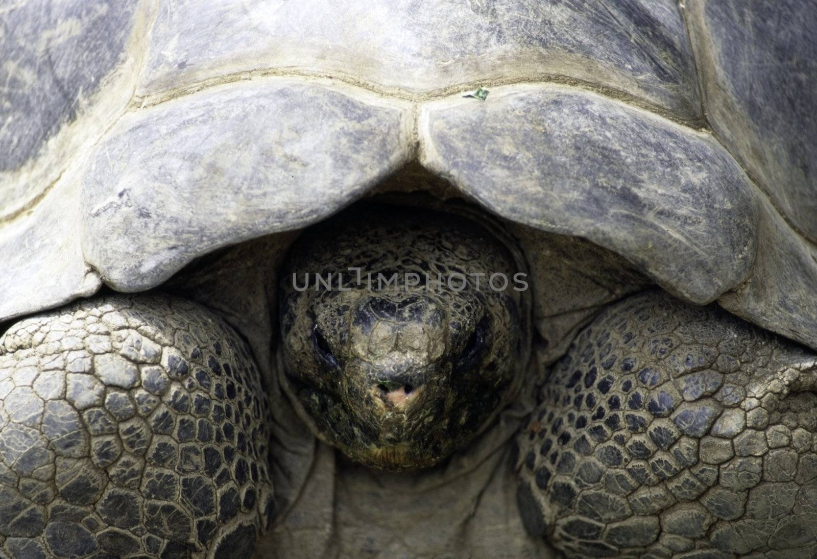 Galapagos Tortoise