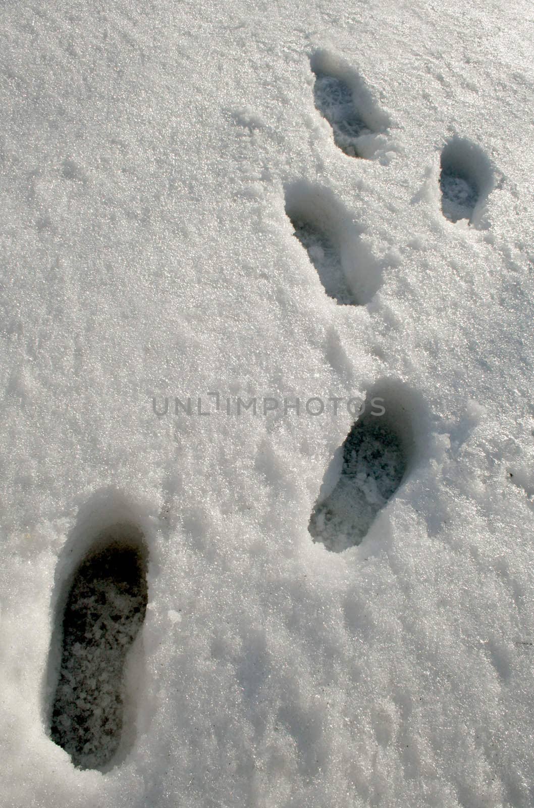 Footprints in the icy snow.
