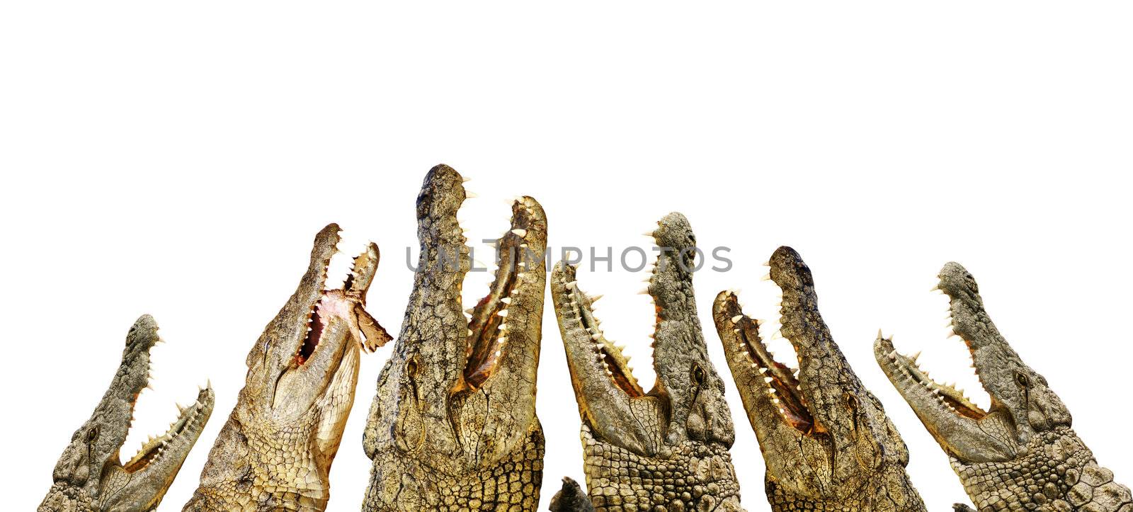 alligators with open mouths  by photochecker