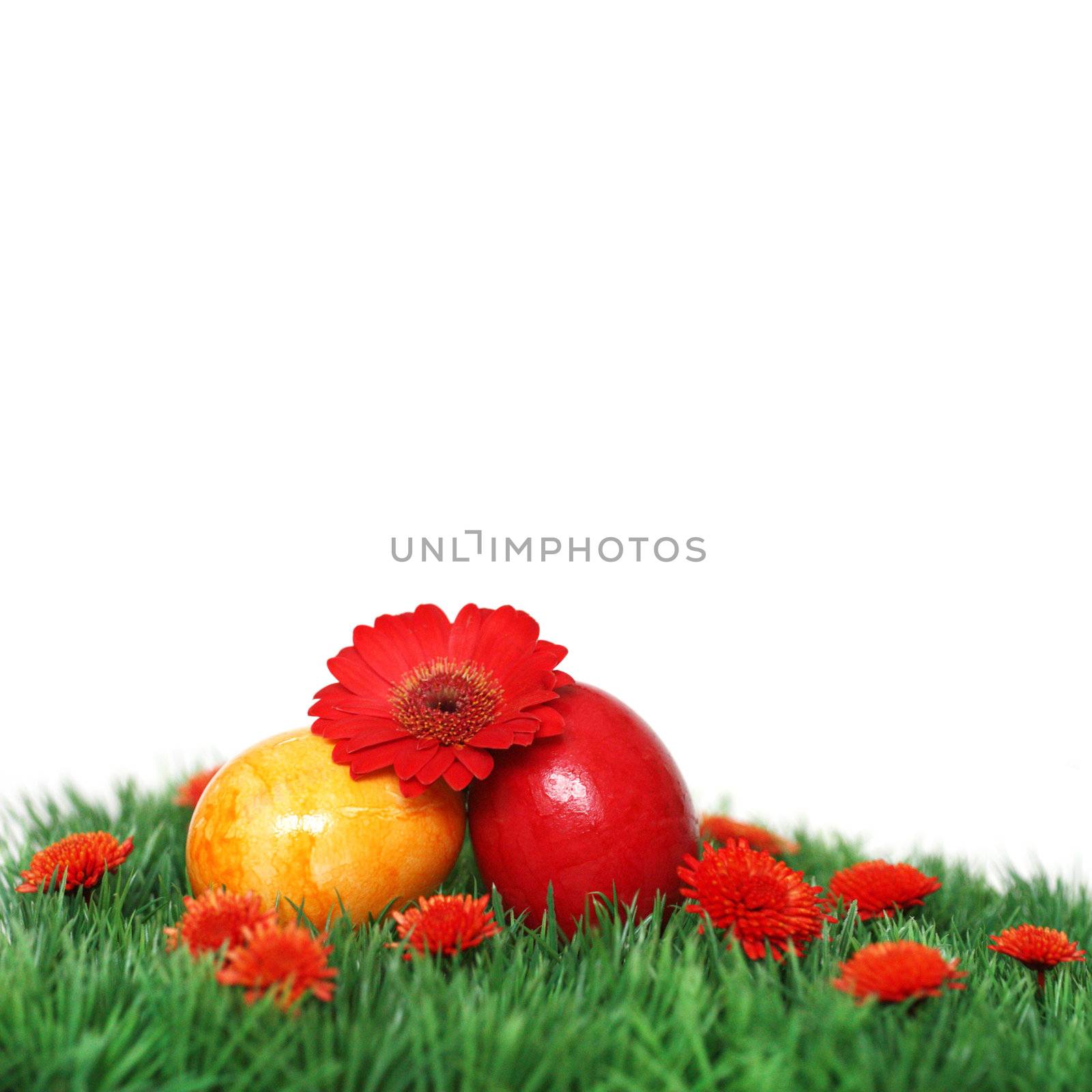 Two eggs and a gerbera  by photochecker