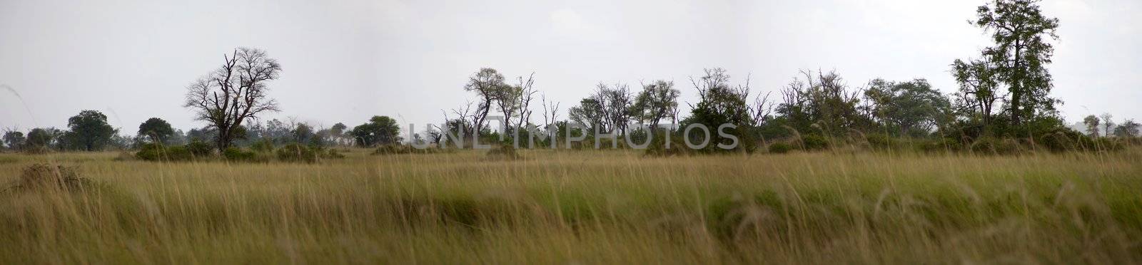 Okavango delta in North of Botswana