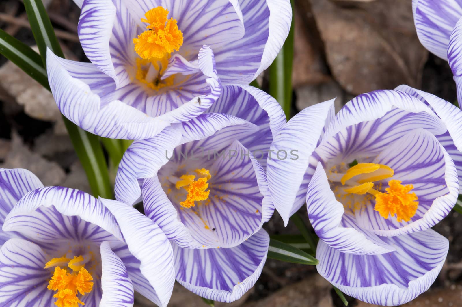 Purple, white and  yellow  Crocus flowers in full bloom in spring